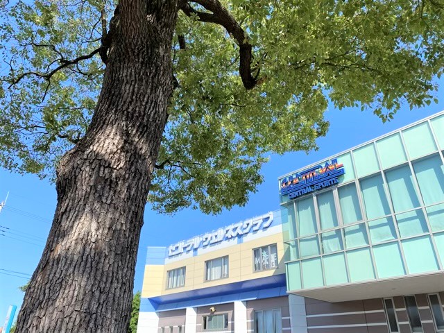 【シンボルツリー】クラブの目の前の平面駐車場の真ん中にドーンとシンボルツリーがお出迎えしてくれます！